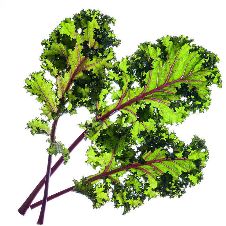 Click and Grow fodros kel (SGR47X9)