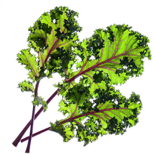 Click and Grow fodros kel (SGR47X9)